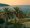 Dubrovnik palms